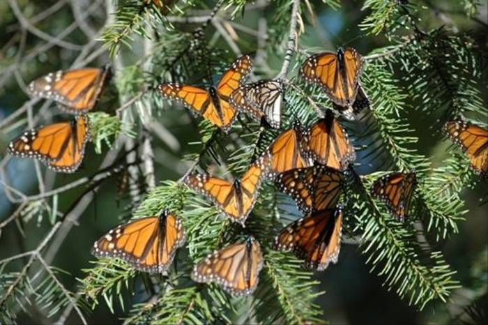 Monarch Butterflies (Paul Stanbury)