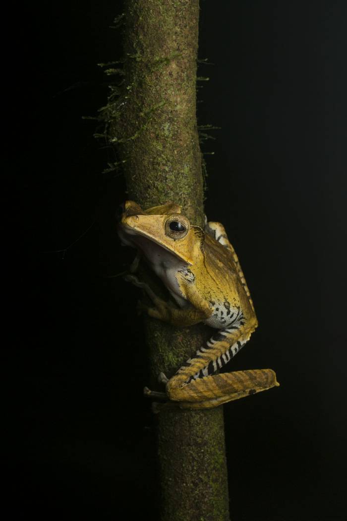 File-eared Tree Frog (Polypedates otilophus) © C.Ryan
