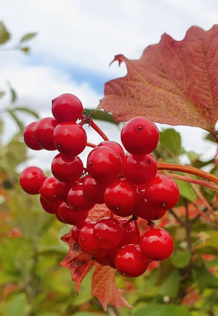 Viburnum opulus (Karen van Oostrum)