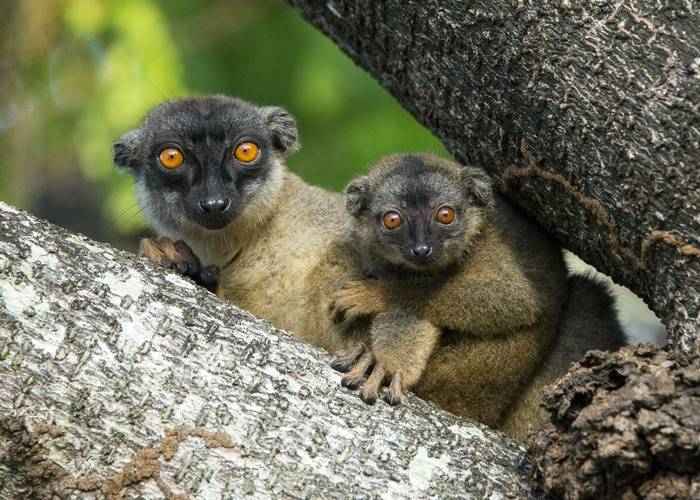 Common Brown Lemur, LÃ©mur Brun (Eulemur fulvus)