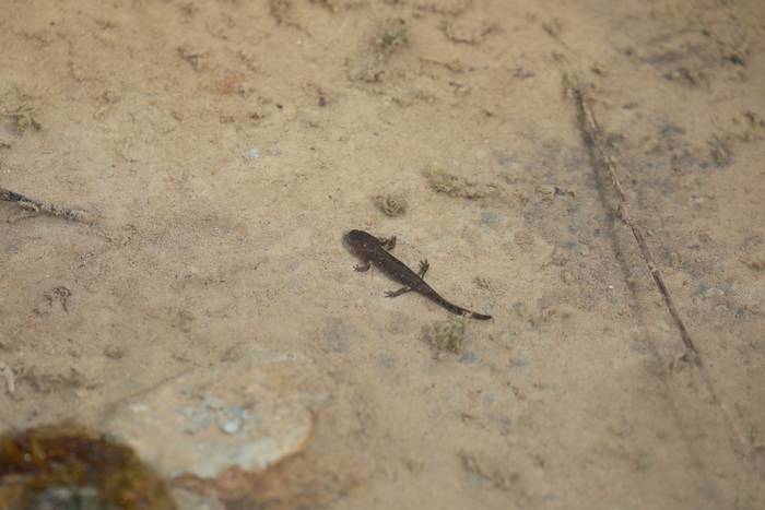 Fire Salamander (Salamandra salamandra werneri) metamorph © participant Simon Bunker, April 2025 tour