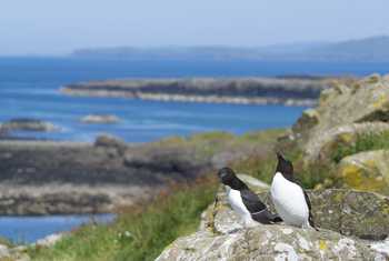 Razorbill pair, Lunga © Josh Phangurha