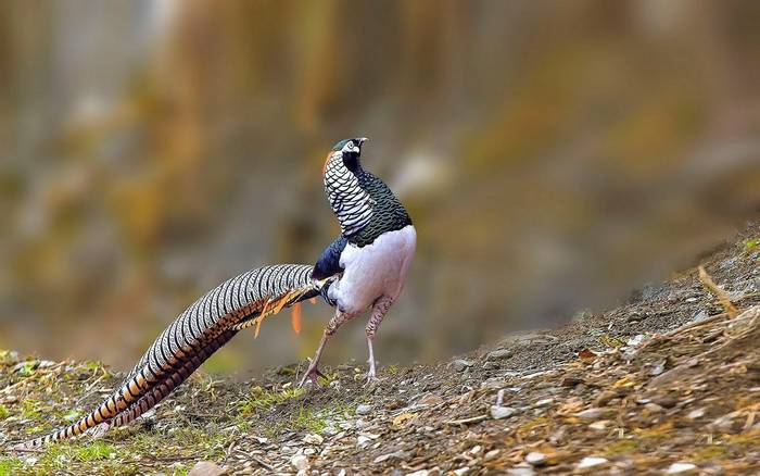 Lady Amherst'S Pheasant Shutterstock 486102880