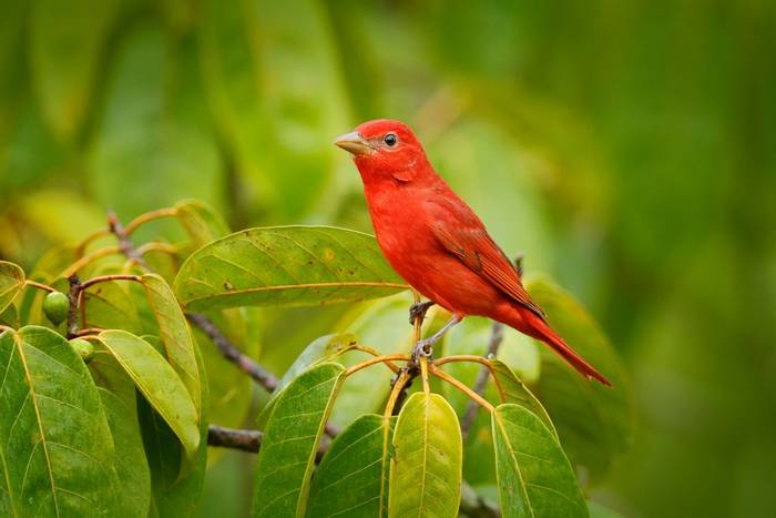 Summer Tanager shutterstock_784654108.jpg