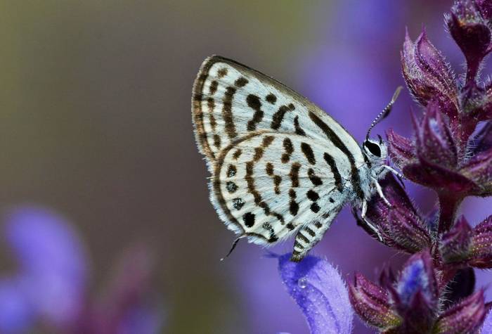 Little Tiger Blue (Martin Hrouzek)
