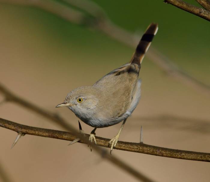 Asian Desert Warbler