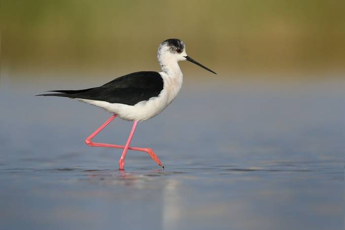 Black-winged Stilt