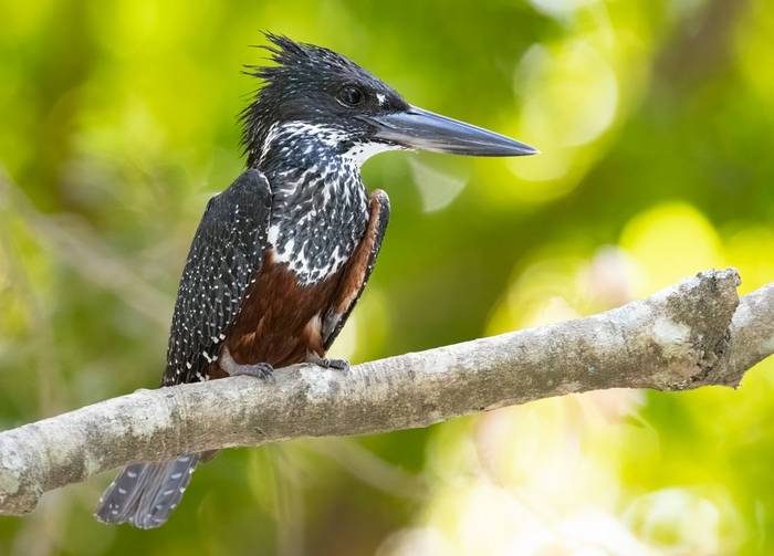 Giant Kingfisher.jpg