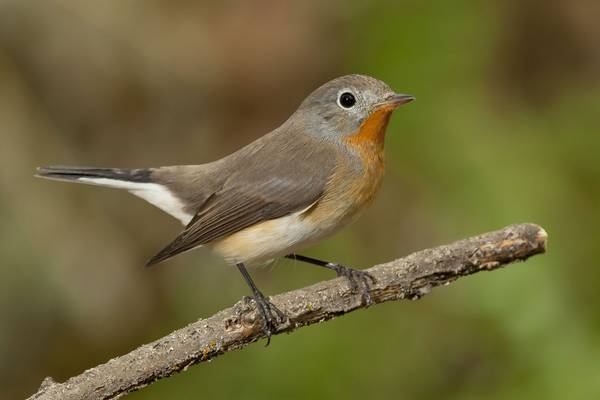 Red Breasted Flycatcher Shutterstock 291998057