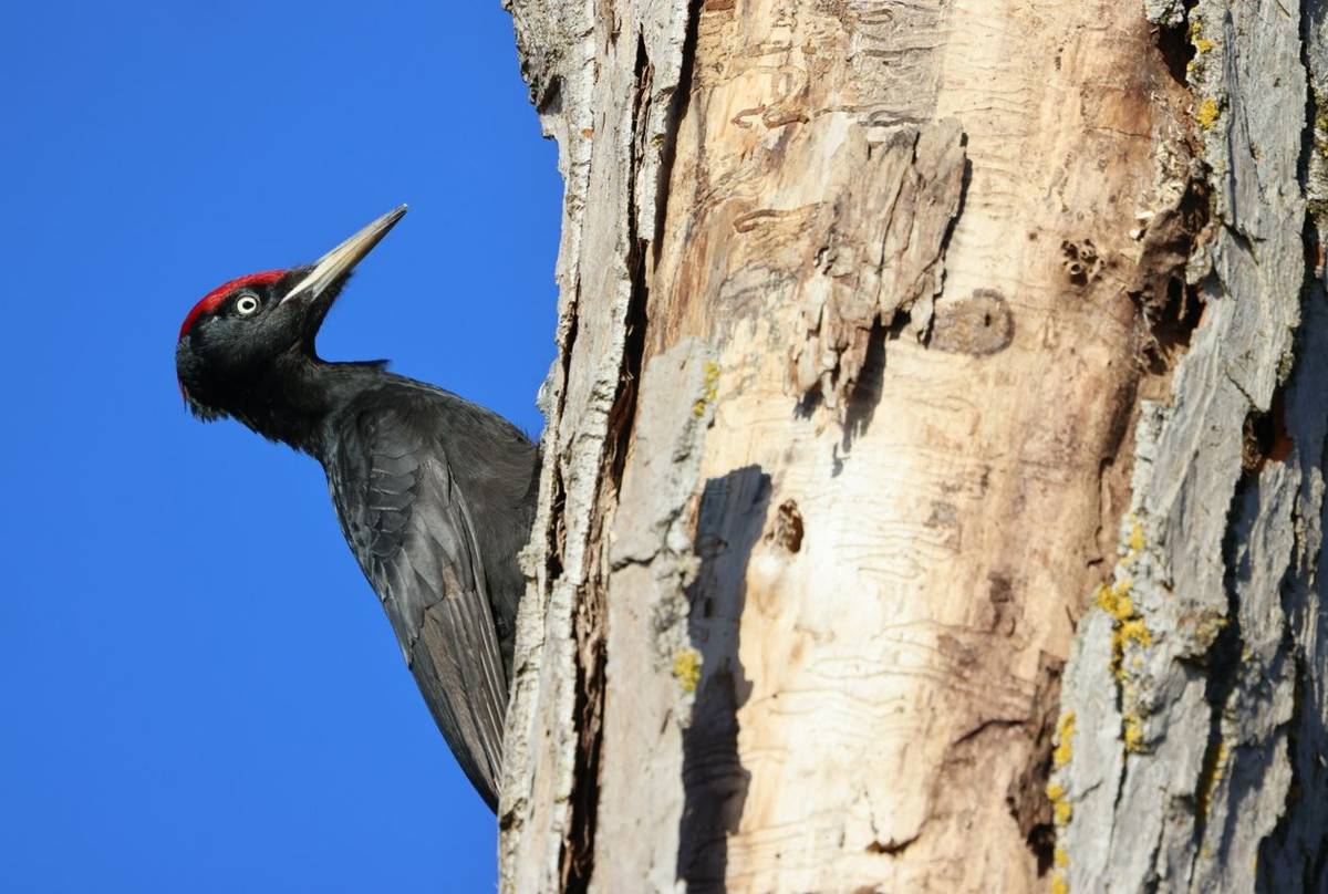Black Woodpecker