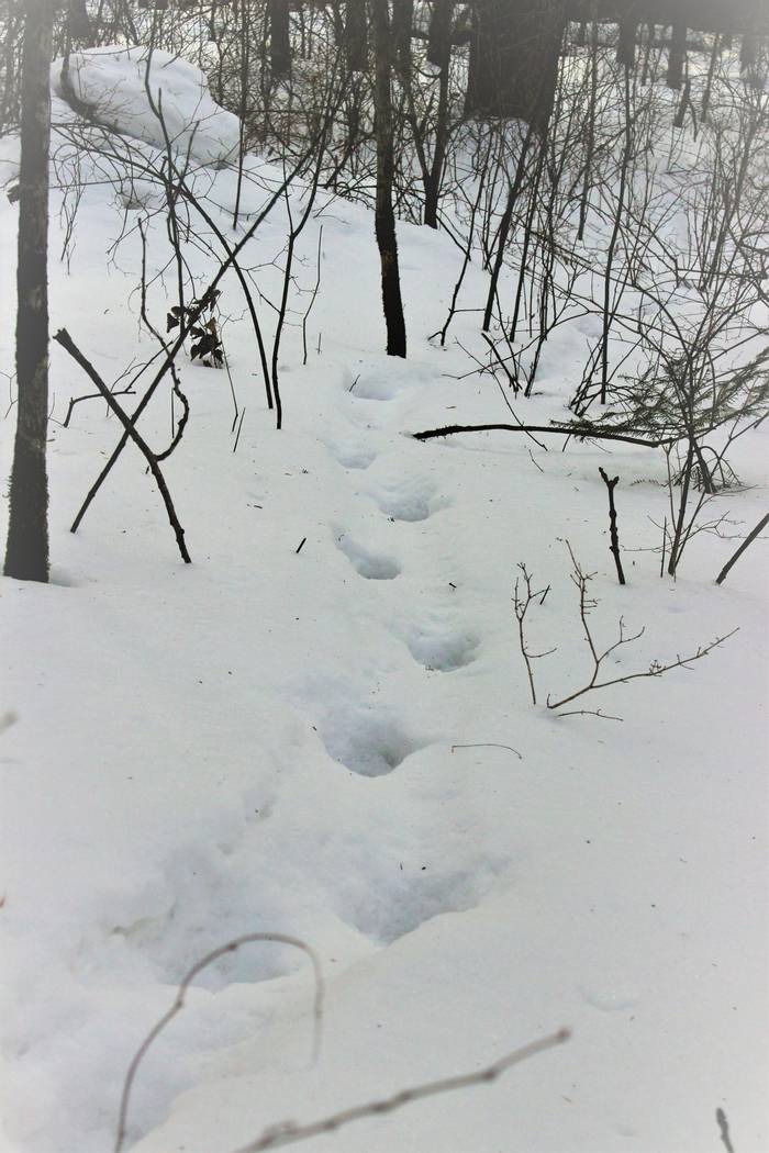 Tiger Tracks In The Snow