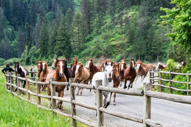 Red-Horse-Mountain-Ranch-Horses.jpg