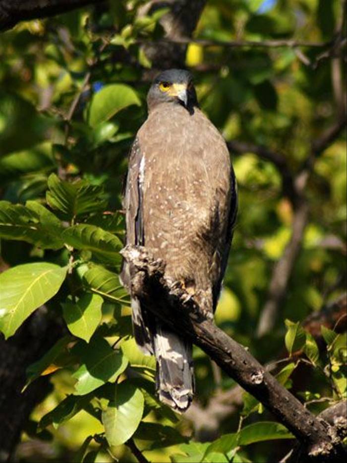 Crested Serpent Eagle (Thomas Mills)