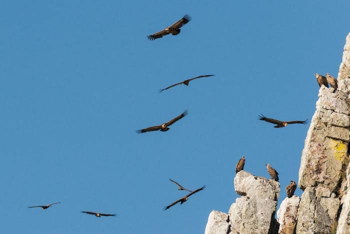 Griffon Vultures shutterstock_1016411896.jpg