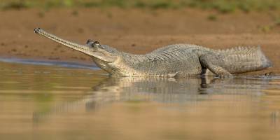 Gharial, India Image