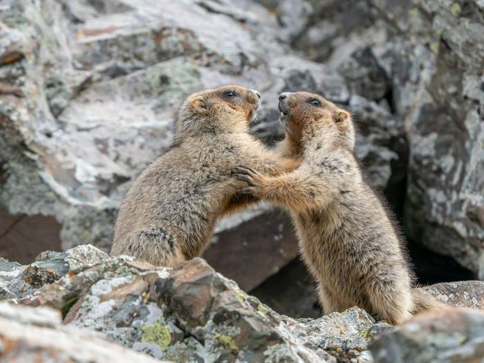 Grey Marmot © Machiel Valkenburg, June 2025