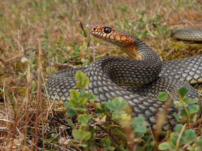 Caspian Whipsnake (Dolichophis caspius) © Pieter Bouma, May 2025 tour