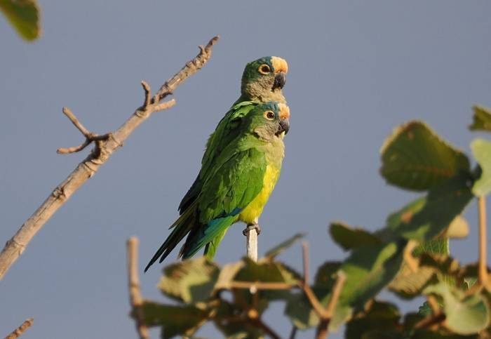Peach-fronted Parakeet (Andy Foster)