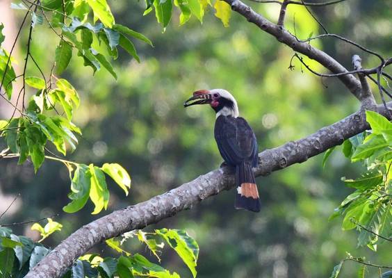 Luzon Hornbill