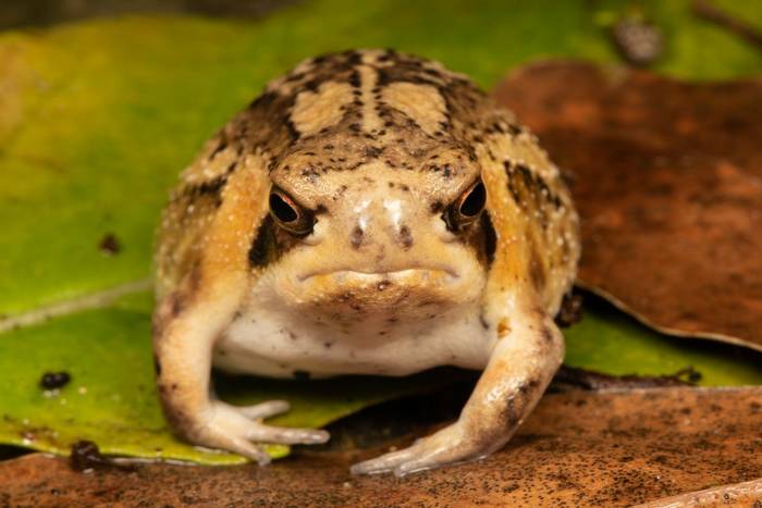 Whistling Rain Frog (Breviceps sopranus) © Tyrone Ping