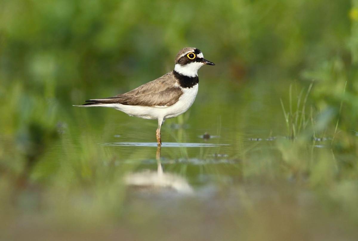 Little Ringed Plover