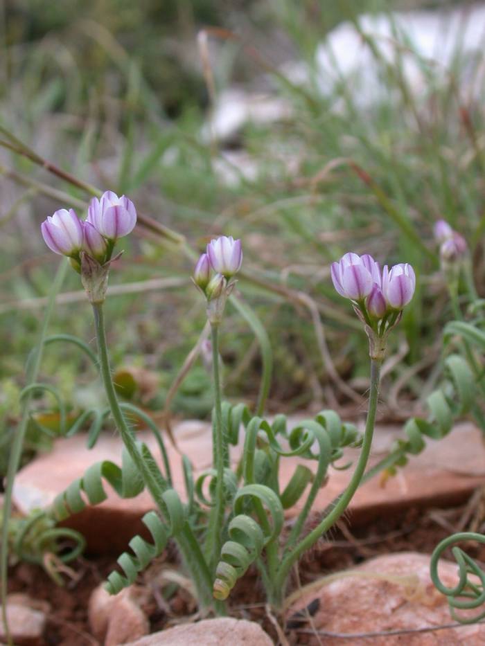 Allium circinnatum peloponnesiacum.JPG