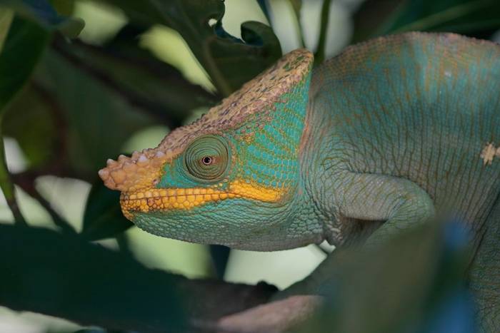 Parson's Chameleon (Calumma parsonii) yellow lip © Bobby and Laura Bok, March 2026