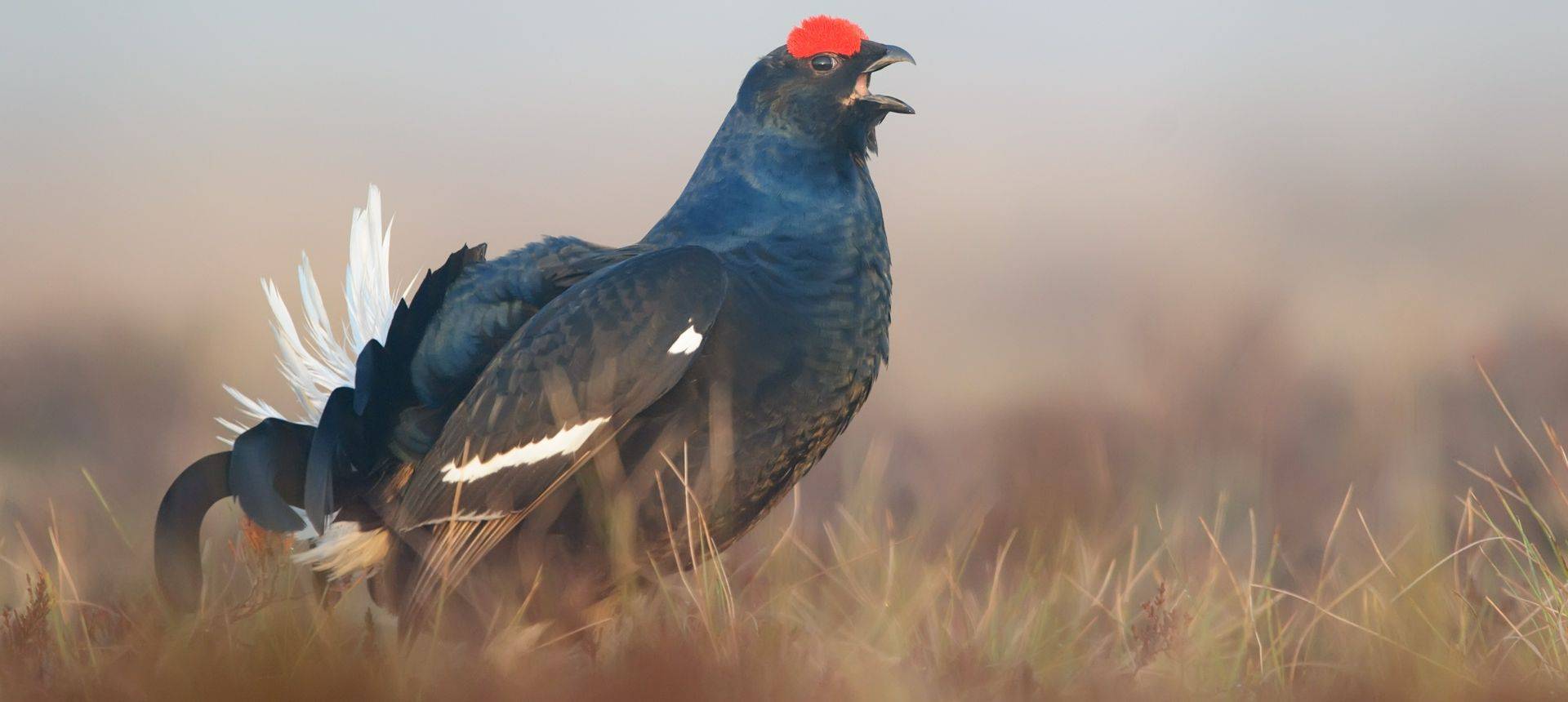 Black Grouse (2)