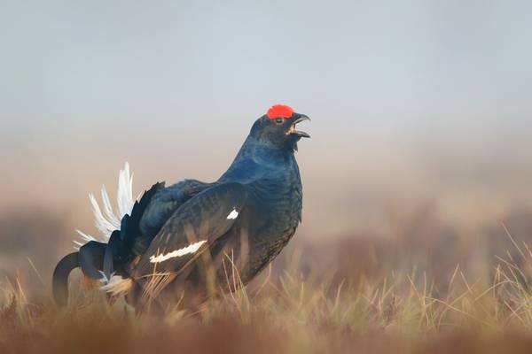 Black Grouse (2)