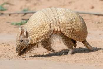 A Southern Three-banded Armadillo is walking to the left in broad daylight on a sandy road in the Chaco of Paraguay