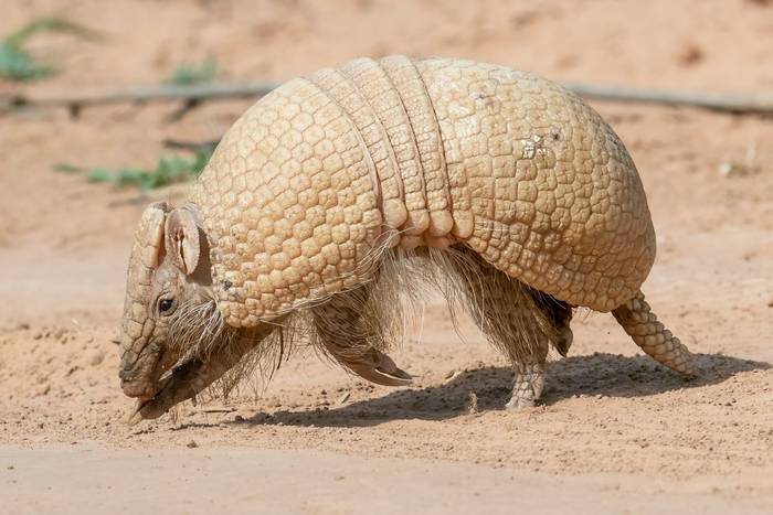 A Southern Three-banded Armadillo is walking to the left in broad daylight on a sandy road in the Chaco of Paraguay