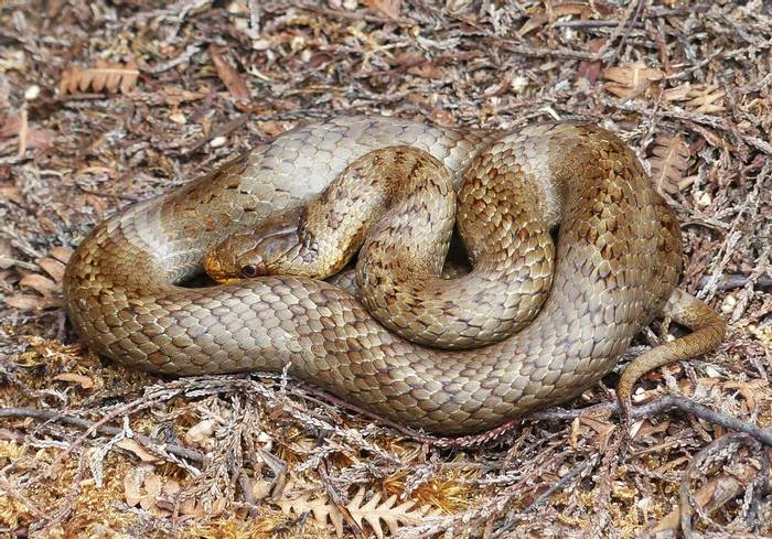 Smooth Snake (Coronella austriaca) © Tom Mabbett
