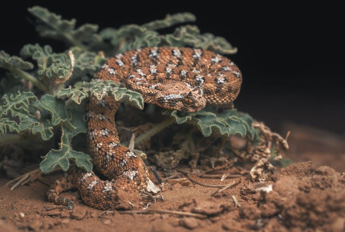 Saharan Horned Viper (Cerastes cerastes)