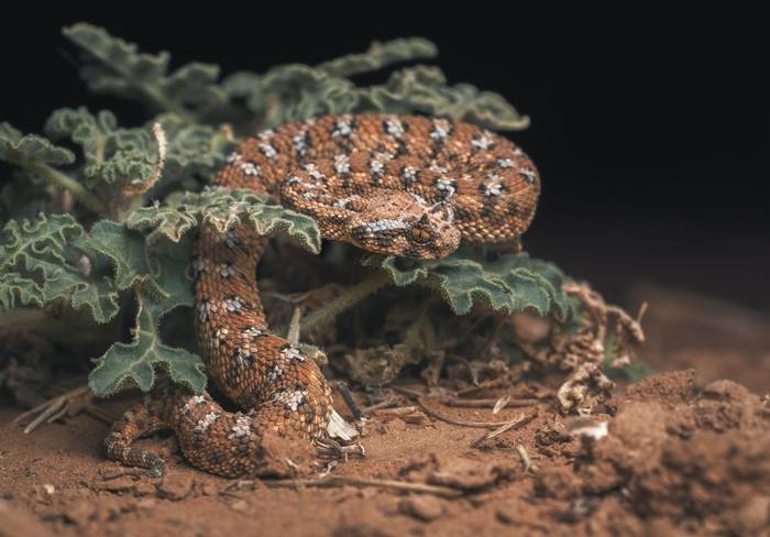 Saharan Horned Viper (Cerastes cerastes)