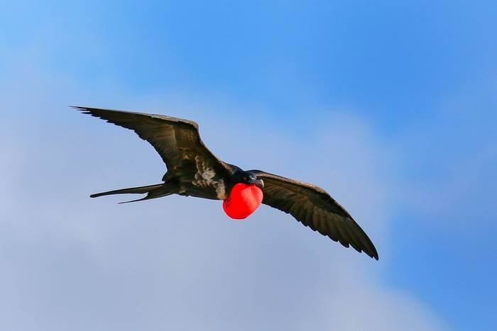Great Frigatebird