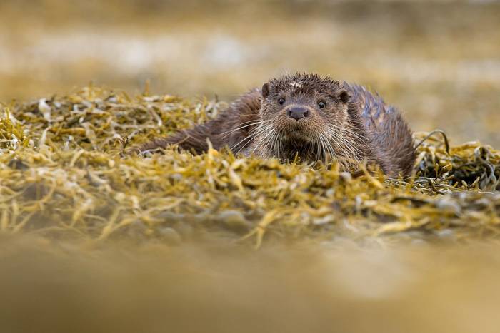 European Otter