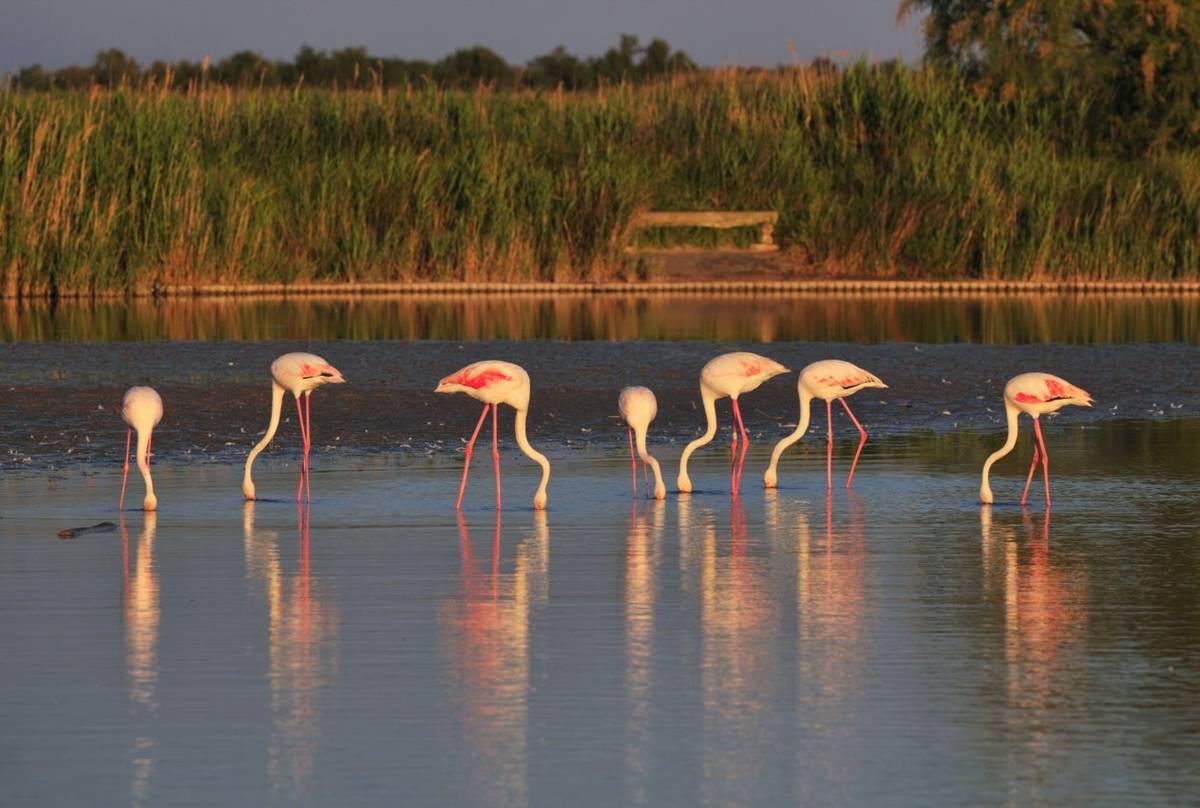 Sicily. Greater Flamingos. Shutterstock.
