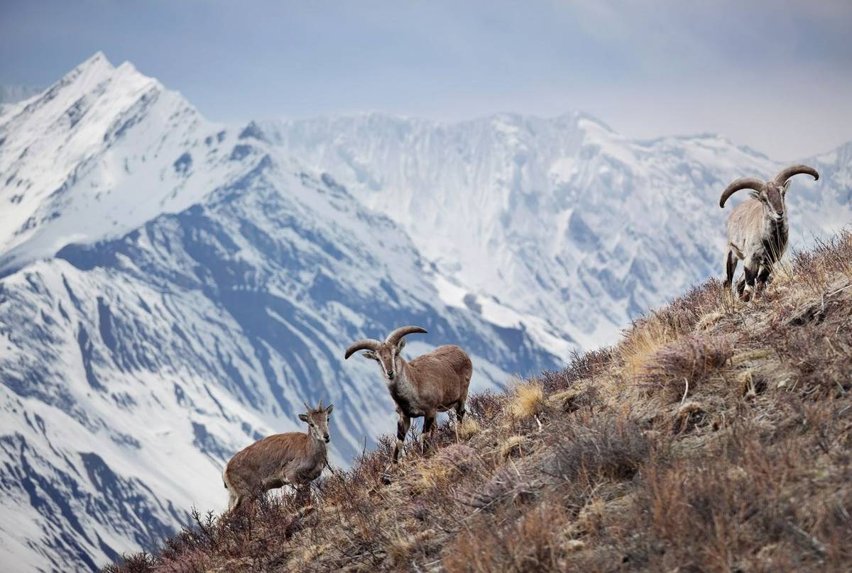 Blue Sheep (Bharal) Shutterstock 306874901