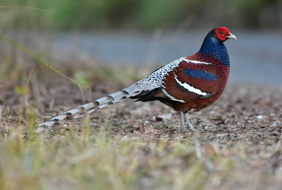 Hume's Pheasant, Thailand shutterstock_1020381895.jpg