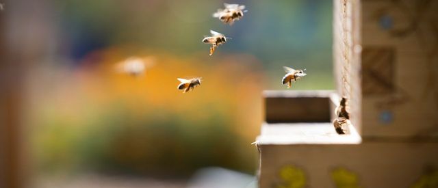 the-lodge-at-woodloch-Bee-Hive.jpg