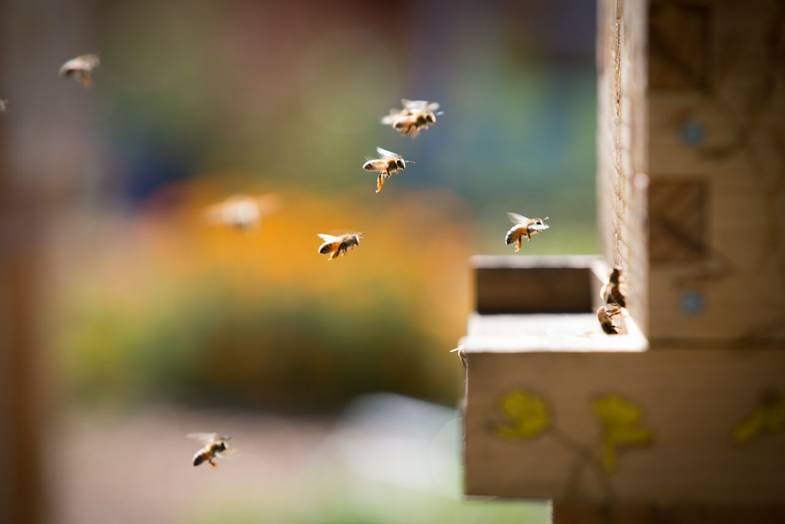 the-lodge-at-woodloch-Bee-Hive.jpg