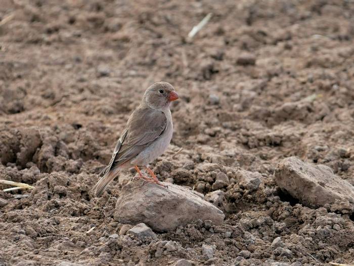 Trumpeter Finch © Connell
