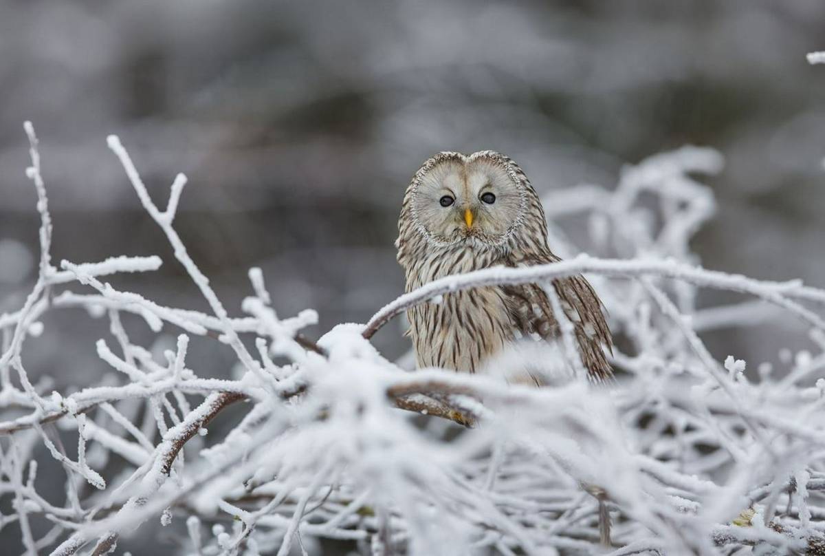 Ural Owl.JPG