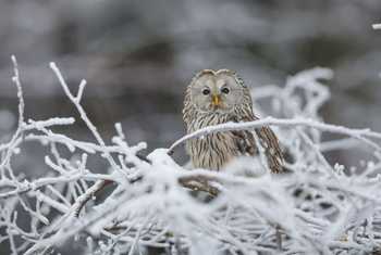 Ural Owl.JPG
