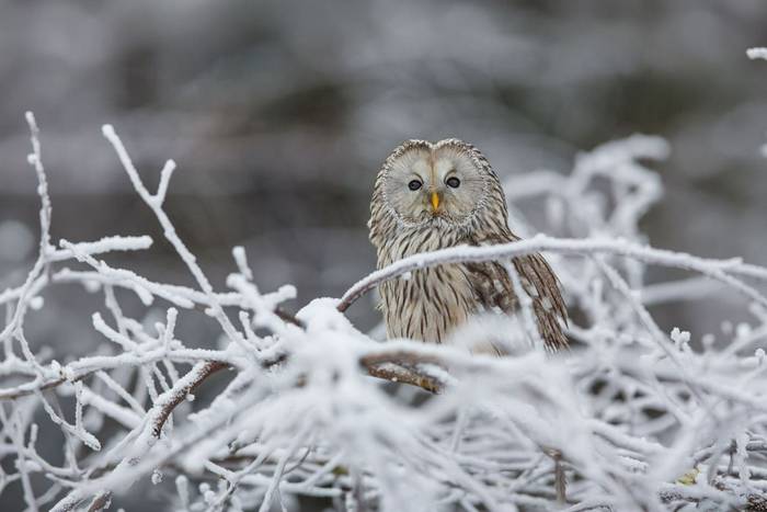 Ural Owl.JPG