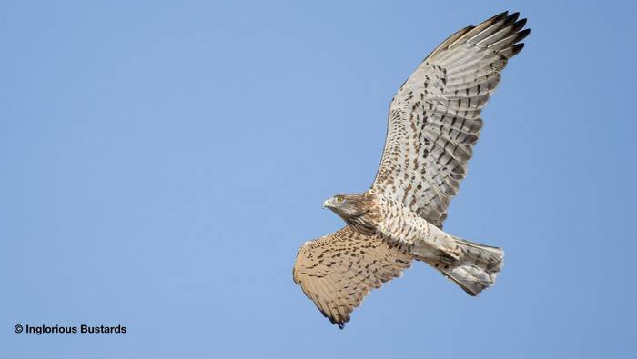 Short-toed Eagle.jpg