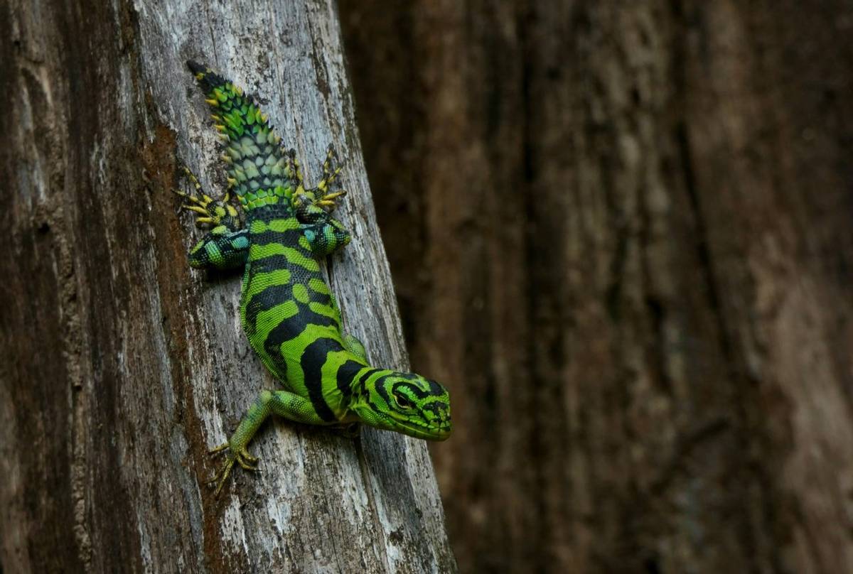 Green Thornytail Iguana (Uracentron azureum).jpg