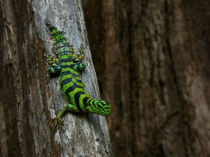 Green Thornytail Iguana (Uracentron azureum).jpg