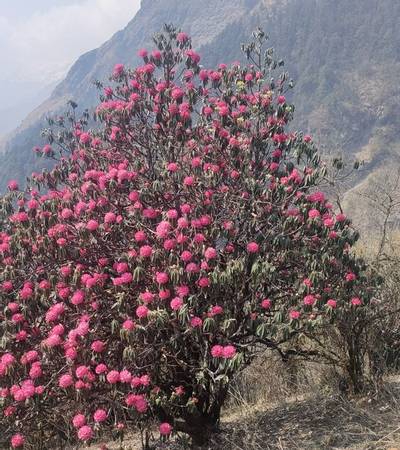 Rhododendrons on the trail to Dhaulagiri Icefall viewpoint
