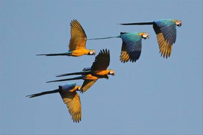 Blue-and-Yellow Macaws (Roger Wasley)